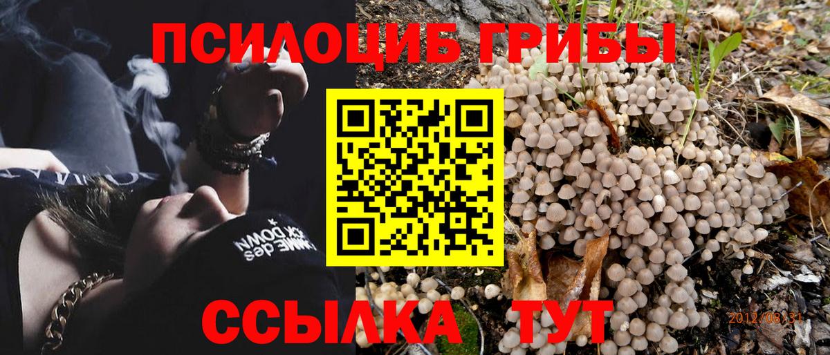 Мыски  Псилоцибиновые грибы MAGIC MUSHROOMS  Вход с VPN 